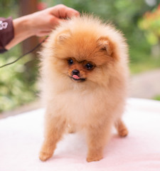 Beautiful orange dog - pomeranian Spitz. Puppy pomeranian dog cute pet happy smile playing in nature