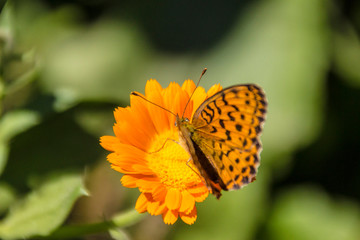 Butterfly on a yellow flower