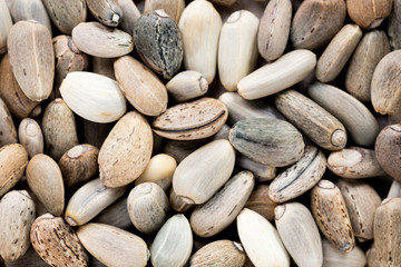 High quality seeds of artichoke, in a texture form for your garden. Can be used by seed producers for create exquisite packaging with seed on background.