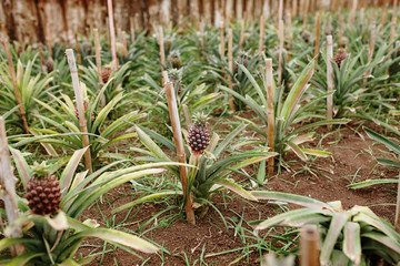 Pineapple plantation greenhouse