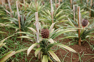 Fototapeta premium Pineapple plantation greenhouse