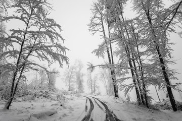 Snowy winter forest. Wet snow is clinging to the branches of the trees.  Fog in the distance. Beautiful white winter fairy tale. Car tracks in the snow.