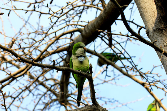 Perruches Moines (Myiopsitta monachus Barcelone)