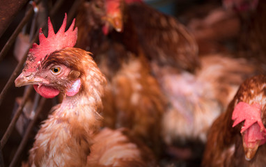 Chicken in cage on market in Tomohon, Sulawesi, Indonesia