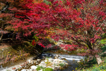 Maple tee on riverside view in autumn season on the hill in Obara district, Toyota city, Nagoya, Japan.