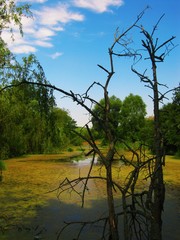 View of the lake and green forest