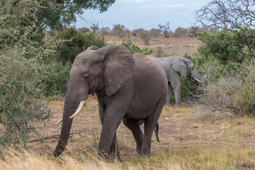 Fototapeta na wymiar Elefant 68