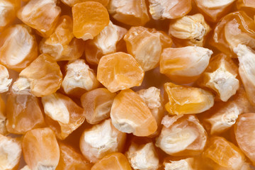 High quality seeds of corn, in a texture form for your unique garden. Can be used by seed producers for create new elegant packaging with seed on background.