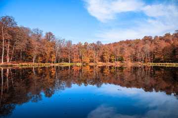 autumn forest with lake