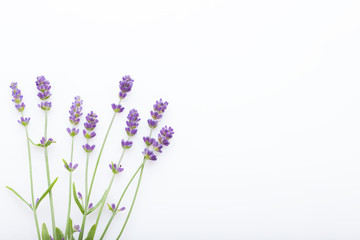 lavender on white background - 250256104