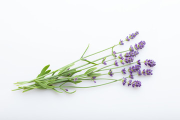 Fototapeta premium lavender on white background