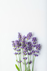 lavender on white background