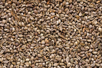 High quality seeds of parsley, in a texture form for your unique garden. Can be used by seed producers for create gorgeous packaging with seed on background.