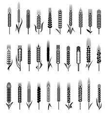 Ears of wheat and rye set. Vector