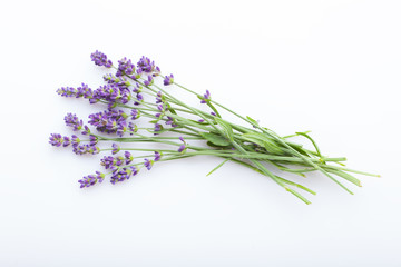 lavender on white background - 250256186