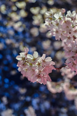 Close up of Japanese Sakura over Nakameguro river, in pink and blue colors.
Famous springtime cherry blossoms in full bloom in night time, with pink lantern lights over the river's water.