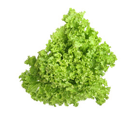 Obraz premium Fresh lettuce salad on white background