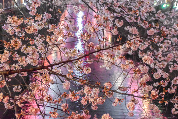 Japanese Sakura over Nakameguro river.
Famous springtime cherry blossoms in full bloom in night time, with pink lantern lights over the river's water.