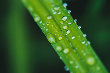Beautiful vivid shiny green grass with dew drops close-up with copy space. Pure, pleasant, nice greenery with rain drops in sunlight in macro. Background from green textured plants in rain weather.