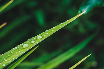 Obraz premium Beautiful vivid shiny green grass with dew drops close-up with copy space. Pure, pleasant, nice greenery with rain drops in sunlight in macro. Background from green textured plants in rain weather.