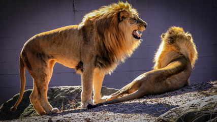 A male African lion stands next to to another lion in a zoo.