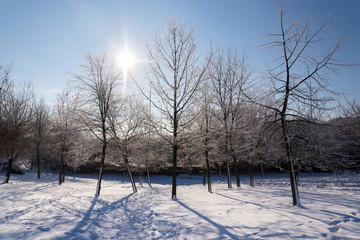 Fototapeta na wymiar Sunbeams passing through branches in beautiful romantic snowy landscape, trees shadows on ground, sunny winter day, weather forecast