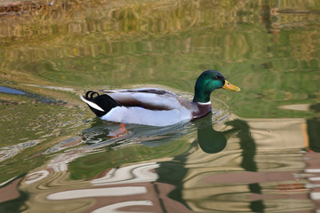 Adult male duck in river or lake swimming in water