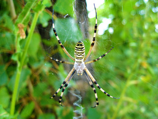 Wasp spider (Argiope bruennichi) on its web