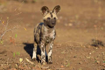 African wild dog (Lycaon pictus), puppy, Zimanga Game Reserve, KwaZulu-Natal, South Africa, Africa