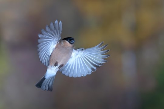 Eurasian bullfinch (Pyrrhula pyrrhula) Female in flight, North Rhine-Westphalia, Germany, Europe