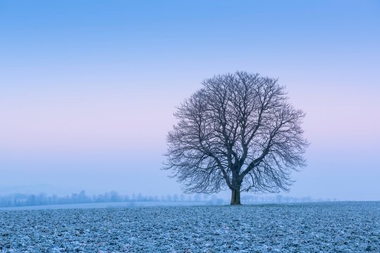 Cold winter morning, Horse chestnut (Aesculus hippocastanum) on field with Rape (Brassica napus) Winter seed, hoarfrost, Burgenlandkreis, Saxony-Anhalt, Germany, Europe