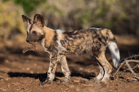 African wild dog (Lycaon pictus), puppy with bark in its mouth, Zimanga Game Reserve, Kwa Zulu Natal, South Africa, Africa
