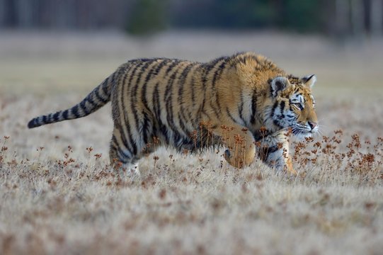Siberian tiger (Panthera tigris altaica), jumping in a nearby meadow, captive, Moravia, Czech Republic, Europe