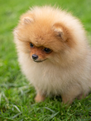 Beautiful orange dog - pomeranian Spitz. Puppy pomeranian dog cute pet happy smile playing in nature