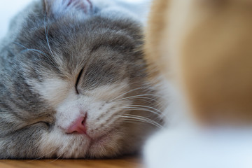 Close up portrait shot of two fluffy gray beautiful cat. Two adorable kittens sleeping together close up.