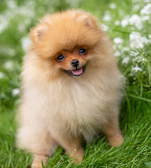 Beautiful orange dog - pomeranian Spitz. Puppy pomeranian dog cute pet happy smile playing in nature on in flowers