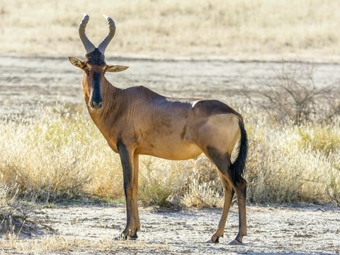 Common sassaby (Damaliscus jimela) standing in dry savannah, Kgalagadi Transfrontier National Park, North Cape, South Africa, Africa