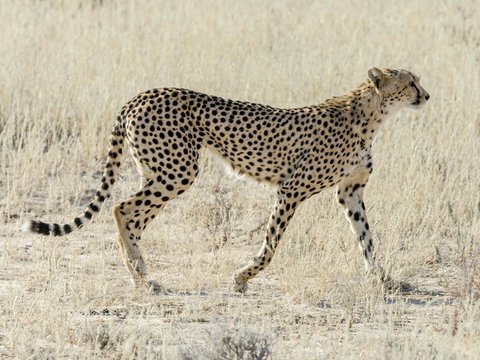 Female cheetah (Acinonyx jubatus), Kgalagadi Transfrontier National Park, North Cape, South Africa, Africa