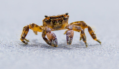 a beach crab runs along the shore of a sea