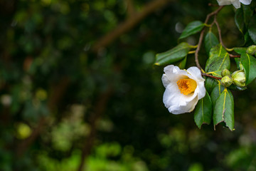 White camellia flower on the tree branch