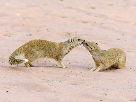 Yellow mongooses (Cynictis penicillata), Kgalagadi Transfrontier National Park, North Cape, South Africa, Africa