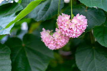 Pink Snowball - Dombeya cayeuxii blooming with pink flowers.