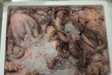 Fresh octopus in an icebox