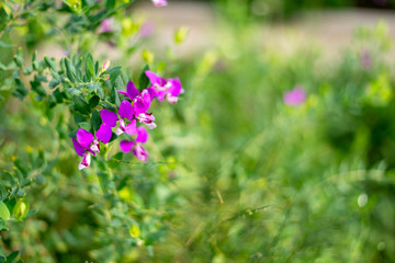Polygala myrtifolia, milkwort, mytrle leaf bush