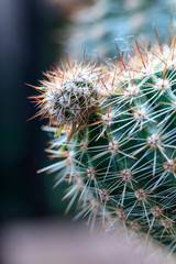 Close-up view. shallow depth of field. green cactus as a top view.
