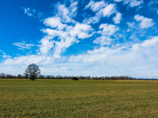 Grüne Wiese mit blauem Himmel