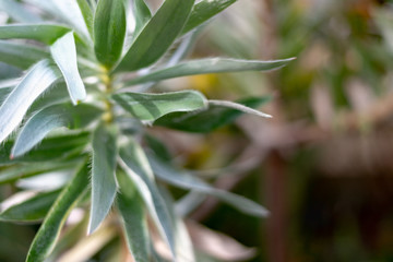 Leucadendron argenteum Silver Tree 