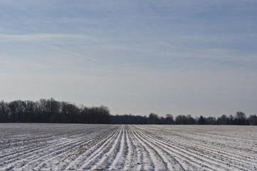 Rows in the Snow