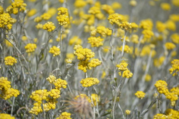 Obraz premium Yellow Flowers Summer