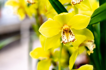 Bloom of yellow Cymbidium orchid.